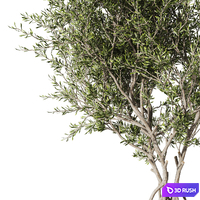 Indoor living plant in a pot 05 3D Model Corona