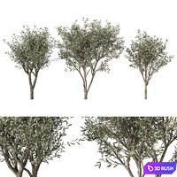 Olive Tree No.71 3D Model Vray, Corona