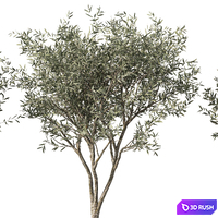 Olive Tree No.71 3D Model Vray, Corona
