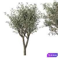 Olive Tree No.71 3D Model Vray, Corona
