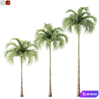 Tree 06 Veitchia Merrillii 3D Model Vray, Corona
