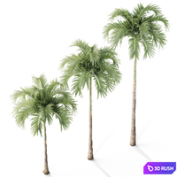 Tree 06 Veitchia Merrillii 3D Model Vray, Corona