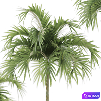 Tree 06 Veitchia Merrillii 3D Model Vray, Corona