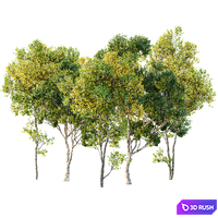 Summer fall trees Sydney blue gum and Acer Saccharinum 3D Model Corona