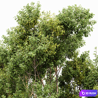 Summer fall trees Sydney blue gum and Acer Saccharinum 3D Model Corona