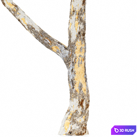 Summer fall trees Sydney blue gum and Acer Saccharinum 3D Model Corona