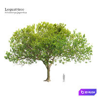 Loquat tree 02 3D Model Corona