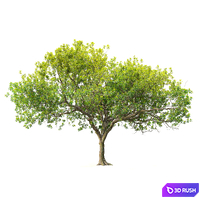 Loquat tree 02 3D Model Corona