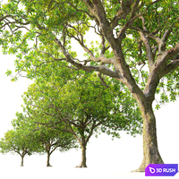 Loquat tree 02 3D Model Corona