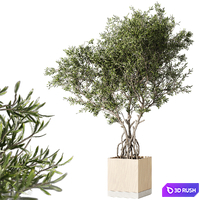 Indoor living plant in a pot 05 3D Model Corona