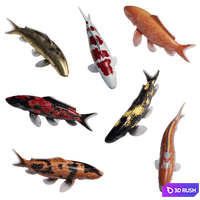 Koi Fish for Ponds and Lakes (Med-Poly) 3D Model Vray, Corona