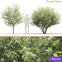 Prunus Padus 3D Model Corona