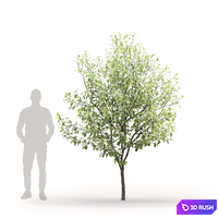 Prunus Padus 3D Model Corona