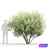 Prunus Padus 3D Model Corona