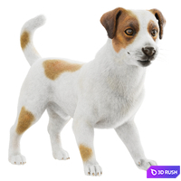 Jack Russell Terrier Dog 3D Model Vray