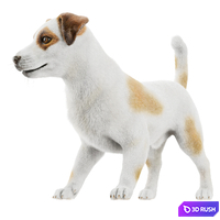 Jack Russell Terrier Dog 3D Model Vray