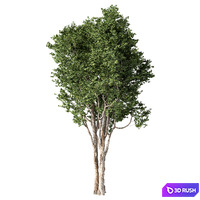 Tree Set.236 3D Model Vray, Corona