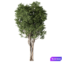 Tree Set.236 3D Model Vray, Corona