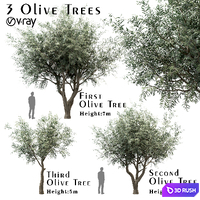 Set of Olive Trees (Olea europaea) (3 Trees) 3D Model Vray