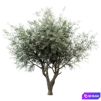 Set of Olive Trees (Olea europaea) (3 Trees) 3D Model Vray