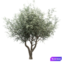 Set of Olive Trees (Olea europaea) (3 Trees) 3D Model Vray