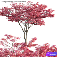 Acer palmatum - Japanese maple 03 3D Model Vray