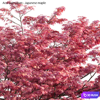 Acer palmatum - Japanese maple 03 3D Model Vray